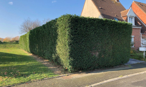 taille de haie roncq